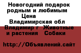 Новогодний подарок родным и любимым › Цена ­ 8 000 - Владимирская обл., Владимир г. Животные и растения » Собаки   